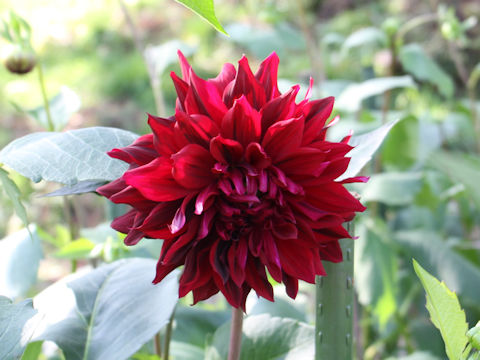 Dahlia hybrida cv. Tanabatanoyoru