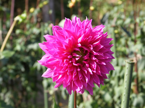 Dahlia hybrida cv. Akitabijin