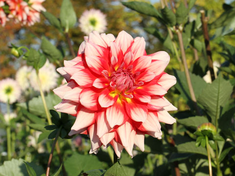 Dahlia hybrida cv. Shukugakai