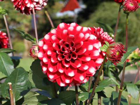 Dahlia hybrida cv. Shukuhou