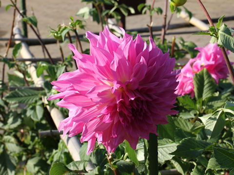 Dahlia hybrida cv. Shunkei