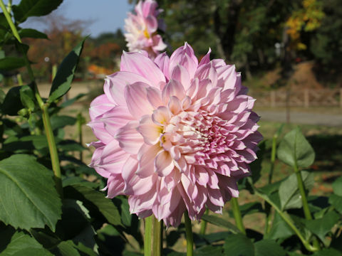 Dahlia hybrida cv. Haruka