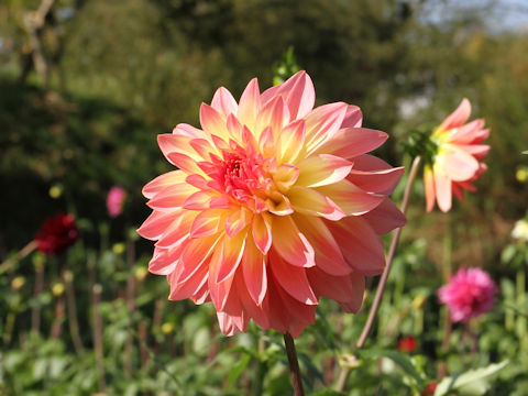 Dahlia hybrida cv. Haruyoi