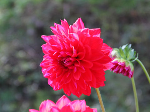 Dahlia hybrida cv. Jun