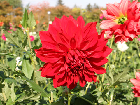 Dahlia hybrida cv. Junainokimi