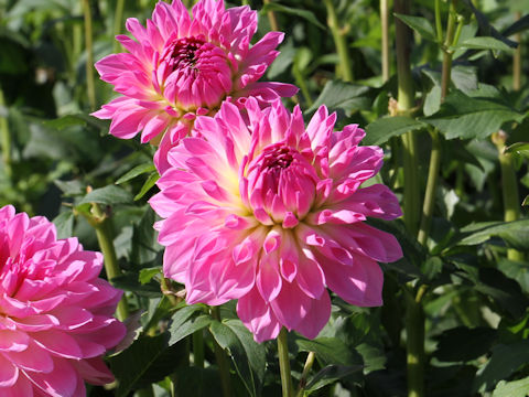 Dahlia hybrida cv. Hatsugesho