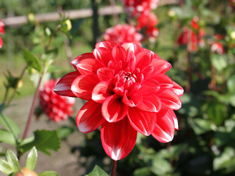 Dahlia hybrida cv. Hatsuhana