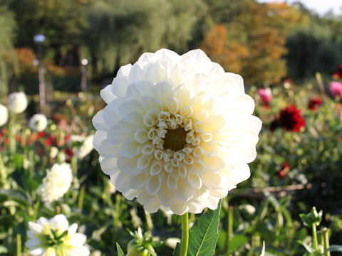 Dahlia hybrida cv. Hatsumago