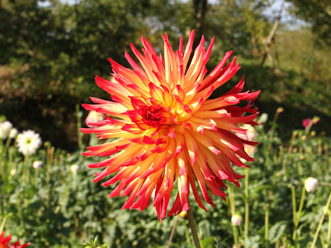 Dahlia hybrida cv. Jokyoku