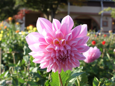 Dahlia hybrida cv. Chiisanakoi