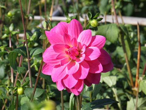 Dahlia hybrida cv. Shokyoto