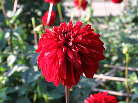 Dahlia hybrida cv. Sayo