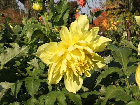 Dahlia hybrida cv. Kazusamangetsu