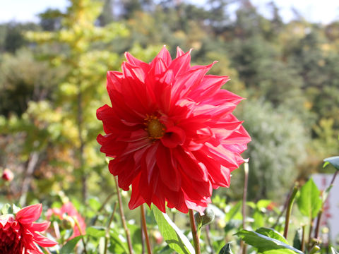 Dahlia hybrida cv. Jonetsu