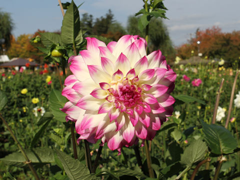 Dahlia hybrida cv. Irootoko