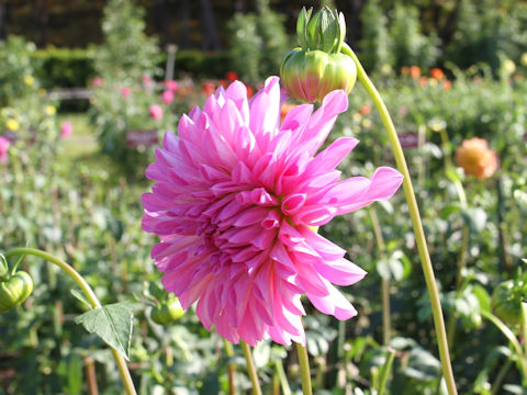 Dahlia hybrida cv. Shinkaikyo