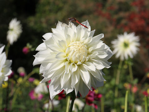 Dahlia hybrida cv. Shinjitsu