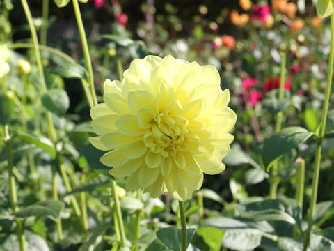 Dahlia hybrida cv. Hoshino-Serenade