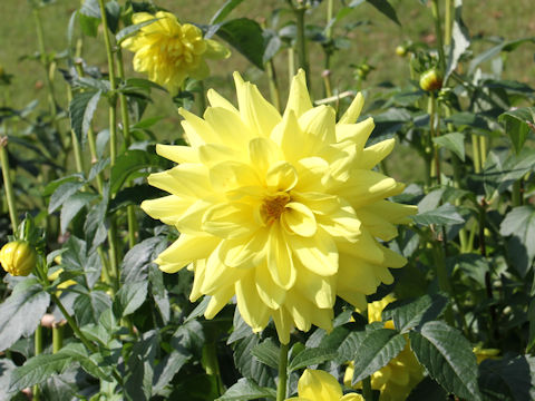 Dahlia hybrida cv. Hoshinooji