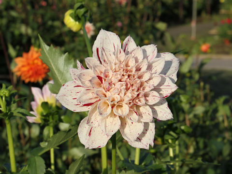 Dahlia hybrida cv. Hoshinosuna