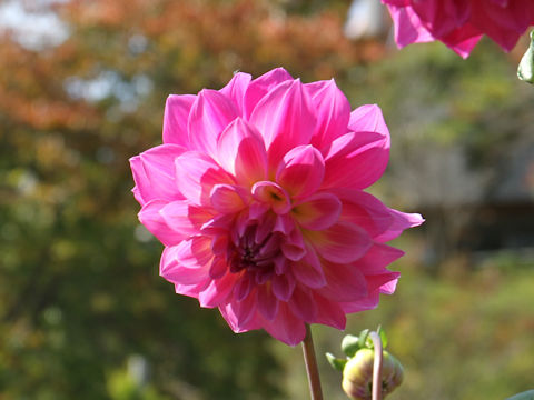 Dahlia hybrida cv. Seimei