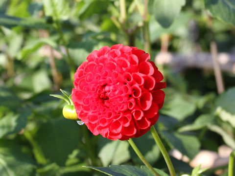 Dahlia hybrida cv. Akazukin