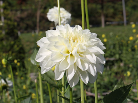 Dahlia hybrida cv. Yukiarare