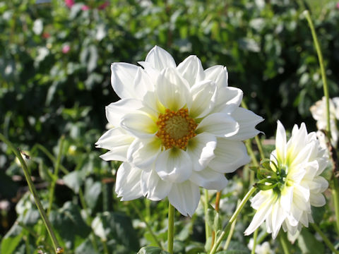 Dahlia hybrida cv. Yukiusagi