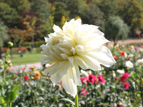 Dahlia hybrida cv. Yukinomichi