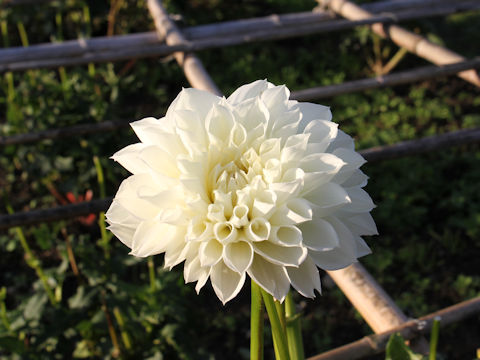 Dahlia hybrida cv. Yukimaru