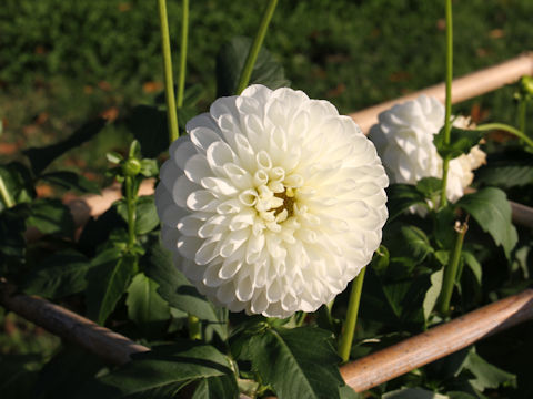 Dahlia hybrida cv. Yukiguni