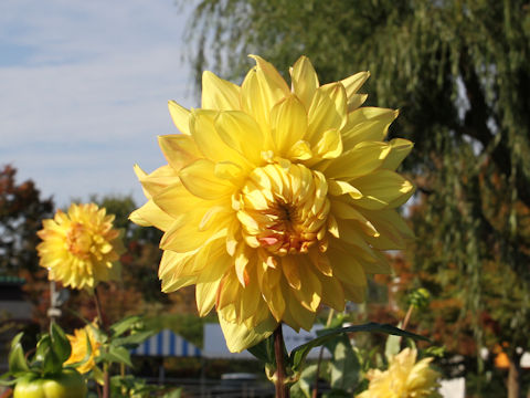 Dahlia hybrida cv. Asamakogen