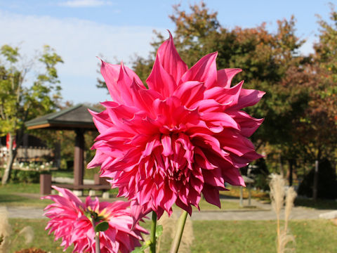 Dahlia hybrida cv. Oounabara