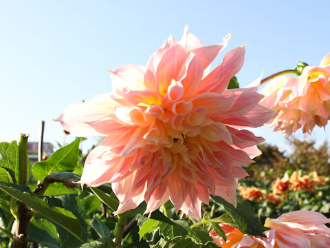 Dahlia hybrida cv. Daiki