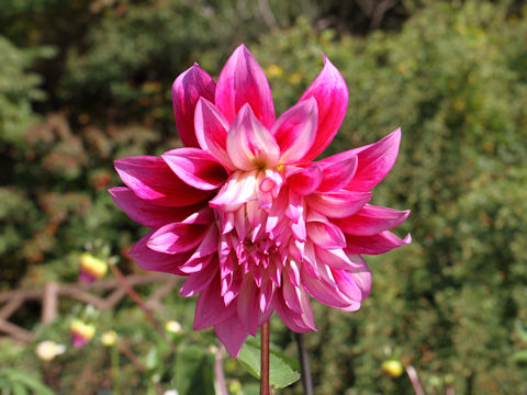 Dahlia hybrida cv. Taisho-Roman