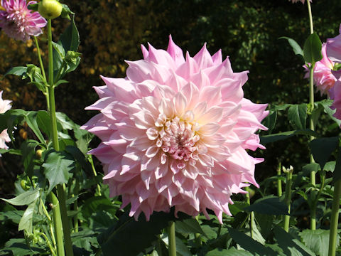 Dahlia hybrida cv. Daisogen