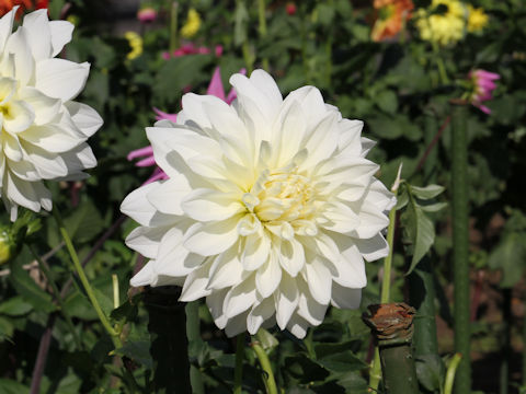 Dahlia hybrida cv. Daihyoga