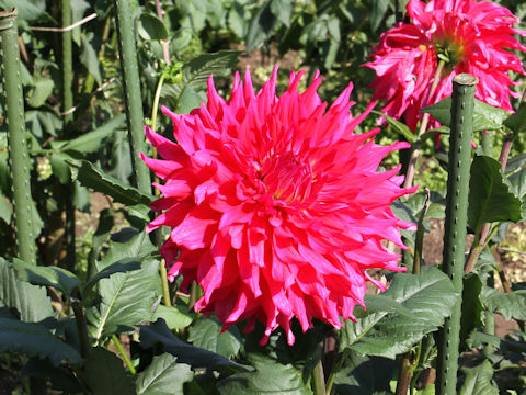 Dahlia hybrida cv. Daihusha