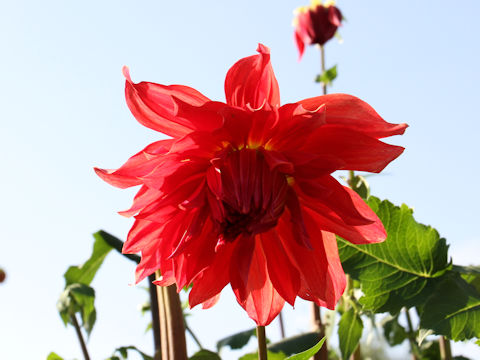 Dahlia hybrida cv. Dairenai