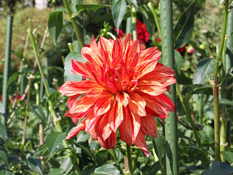 Dahlia hybrida cv. Yamato-Nadeshiko