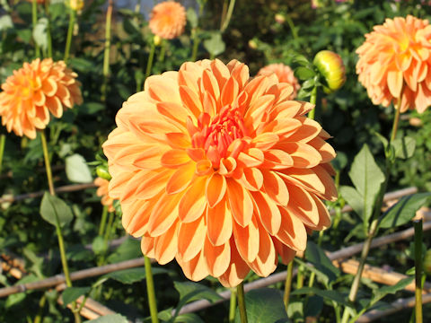 Dahlia hybrida cv. Dan