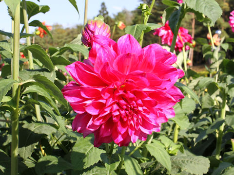 Dahlia hybrida cv. Otokonosenaka