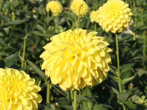 Dahlia hybrida cv. Nakama