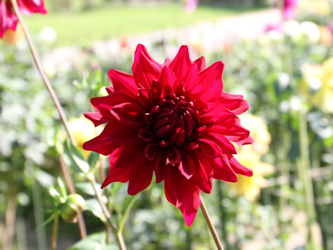 Dahlia hybrida cv. Nagaiyoru