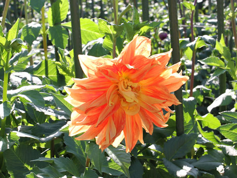 Dahlia hybrida cv. Chojanoyama