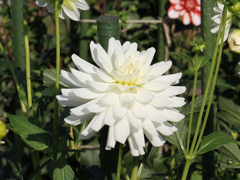 Dahlia hybrida cv. Tsurunoko