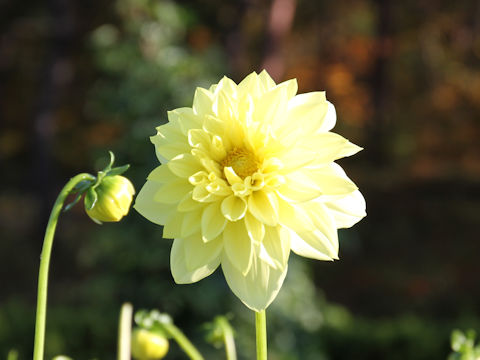 Dahlia hybrida cv. Tenga