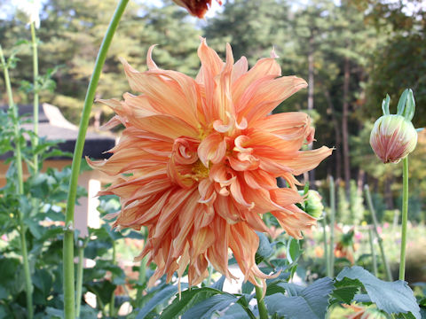 Dahlia hybrida cv. Tengai