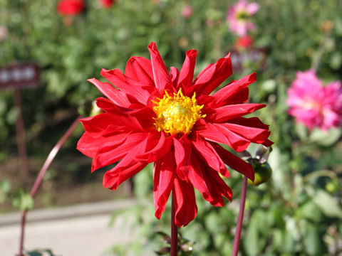 Dahlia hybrida cv. Tenshinonamida