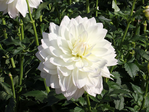 Dahlia hybrida cv. Tenjiku-Botan